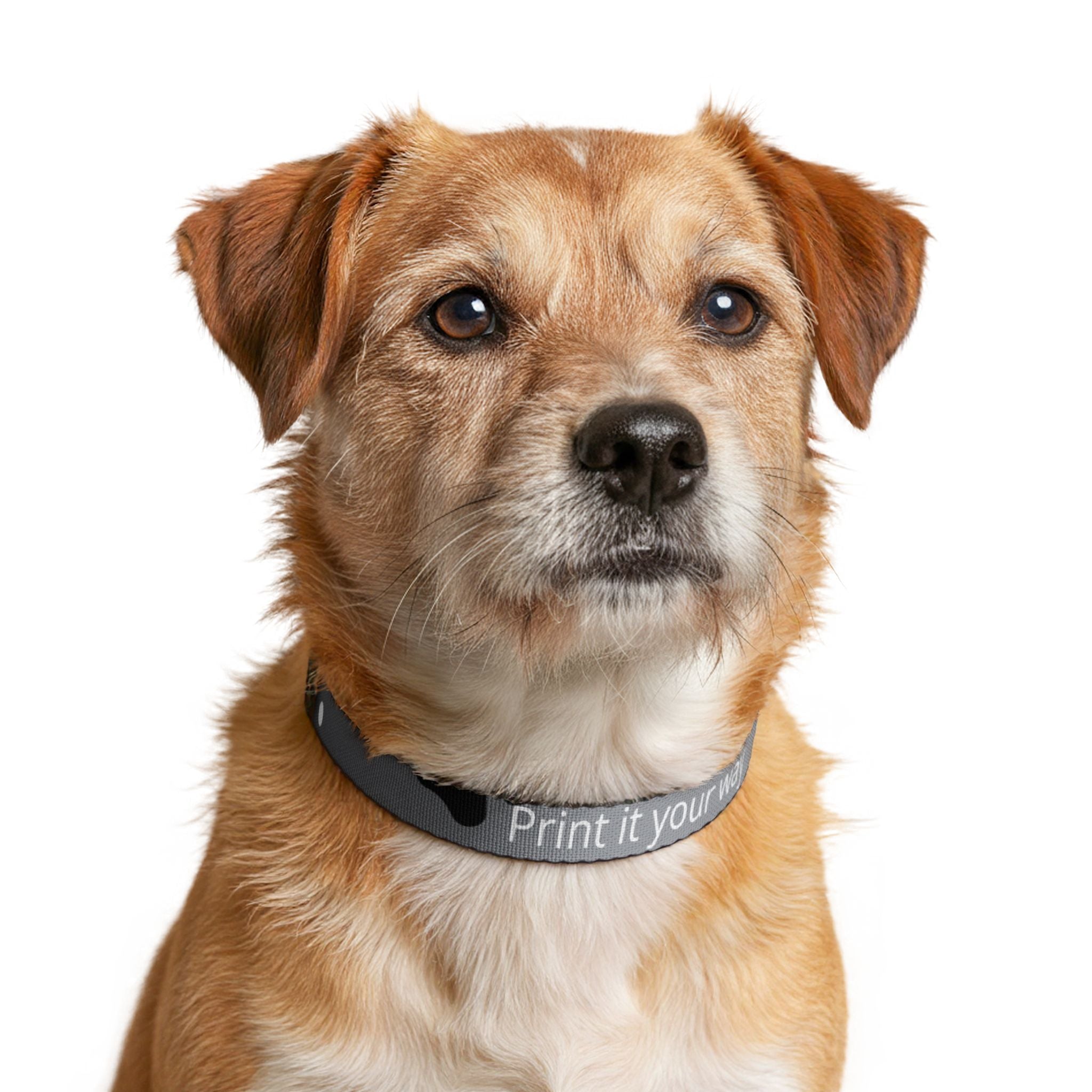 Custom Clip-On Pet Collar — Personalized Printed Dog Collar ("Print it your way")