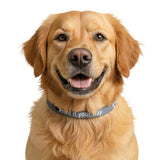 Custom Clip-On Pet Collar — Personalized Printed Dog Collar ("Print it your way")